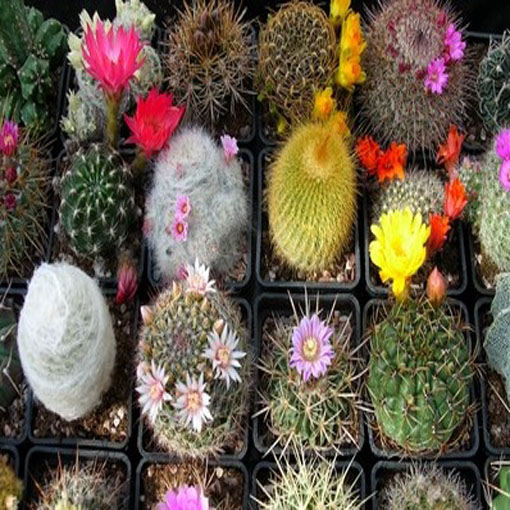 Kaktus Kwitnący mieszanka odmian kaktusów, Succulentus