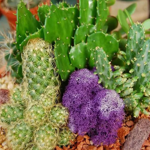 Kaktus Kwitnący mieszanka odmian kaktusów, Succulentus