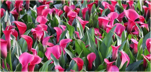 Kalla ciemnoróżowa