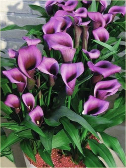 Kalla ciemnoróżowa