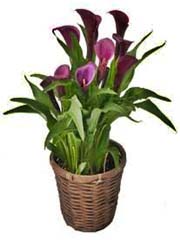 Kalla ciemnoróżowa
