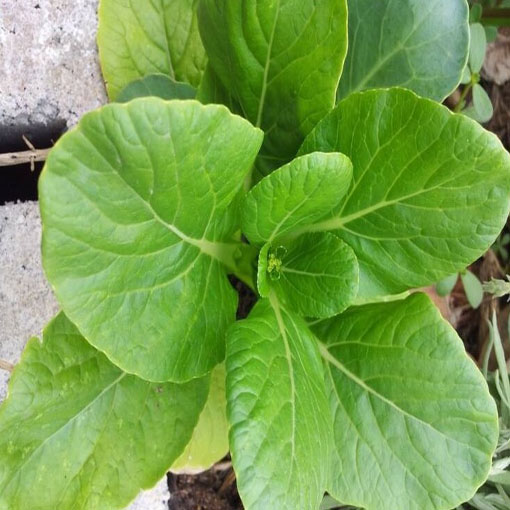 Kapusta warzywna Pak Choi, Brassica chinensis. Cabbage pak choi red inferno