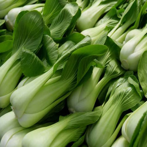 Kapusta warzywna Pak Choi, Brassica chinensis. Cabbage pak choi red inferno