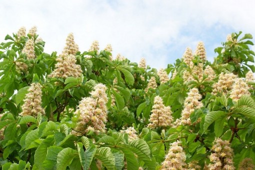 Nasiona Kasztanowiec, Kasztan, Aesculus hippocastanum