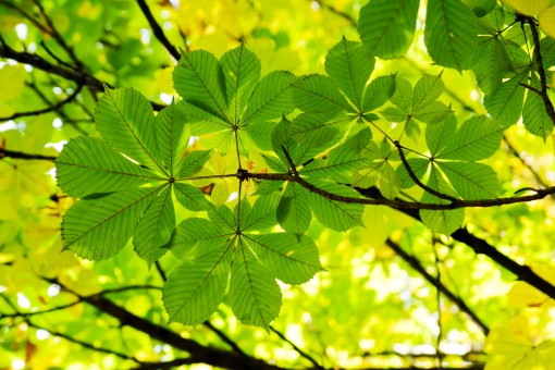 Nasiona Kasztanowiec, Kasztan, Aesculus hippocastanum