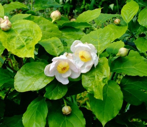 Nasiona Kielichowiec chiński. Calycanthus chinensis