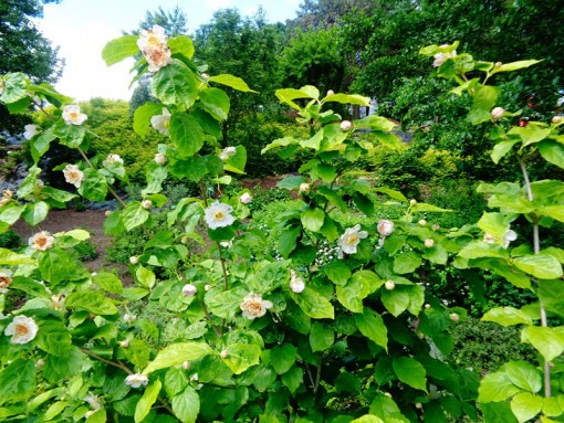 Nasiona Kielichowiec chiński. Calycanthus chinensis