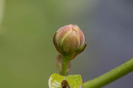 Nasiona Kielichowiec chiński. Calycanthus chinensis