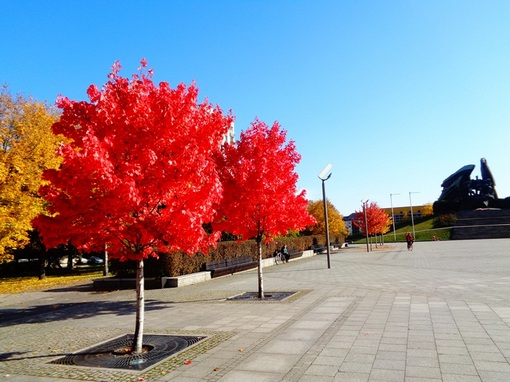 Klon czerwony Acer rubrum