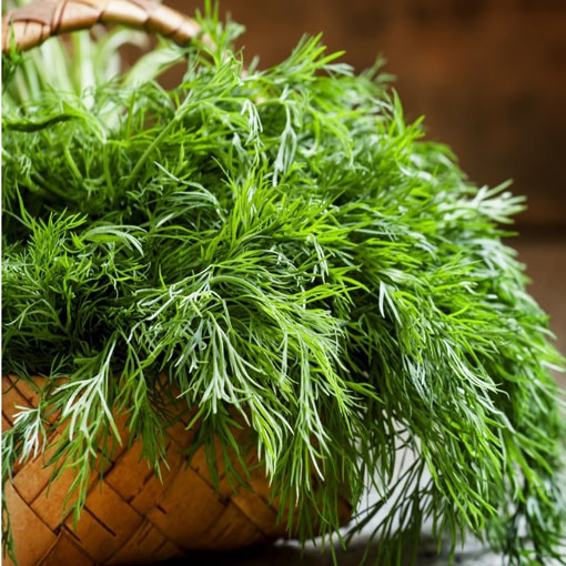 Koperek karłowaty balkonowy, Anethum