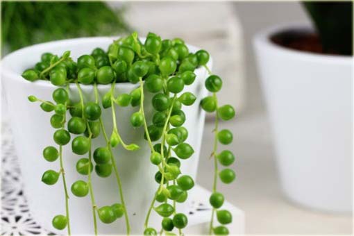 Koraliki Starzec Rowleyanus wiszące oczyszcza powietrze Pearl Chlorophytum