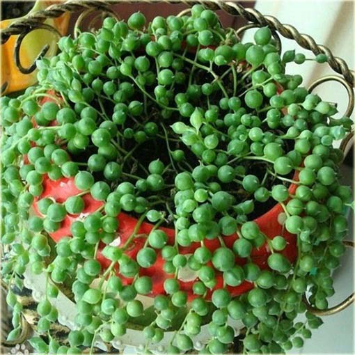 Koraliki Starzec Rowleyanus wiszące oczyszcza powietrze Pearl Chlorophytum