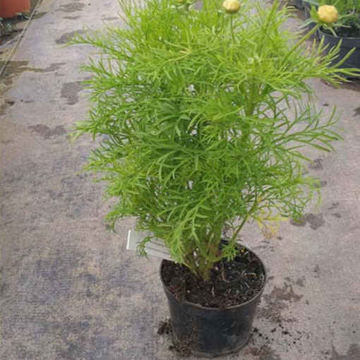 Kosmos żółty cosmos odętek, Cosmos yellow, Cosmos Bipinnatus