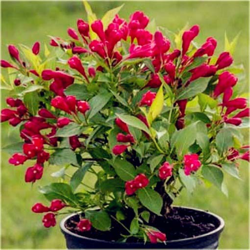 Krzewuszka cudowna Weigela mix