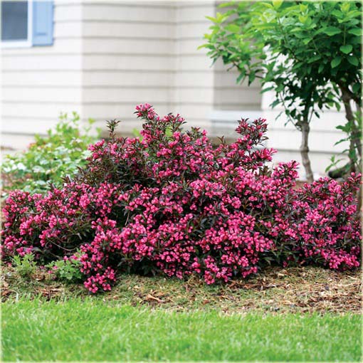 Krzewuszka cudowna Weigela mix