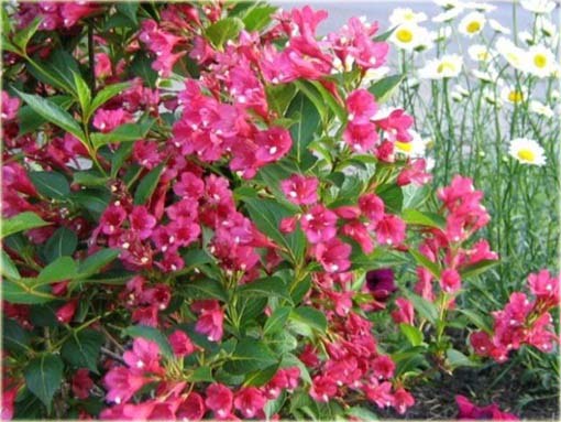 Krzewuszka cudowna Weigela mix