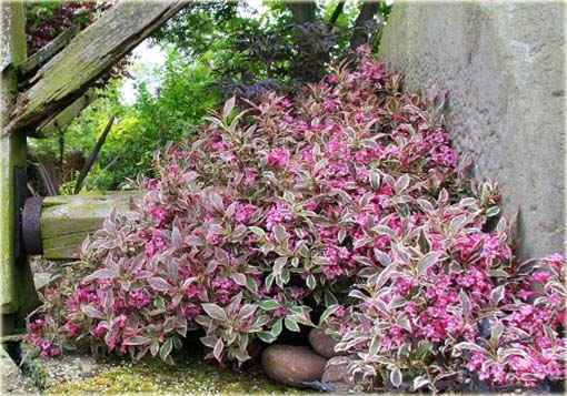 Krzewuszka cudowna Weigela mix