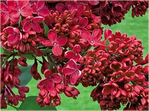 Lilak japoński bez czerwony bardzo pachnący