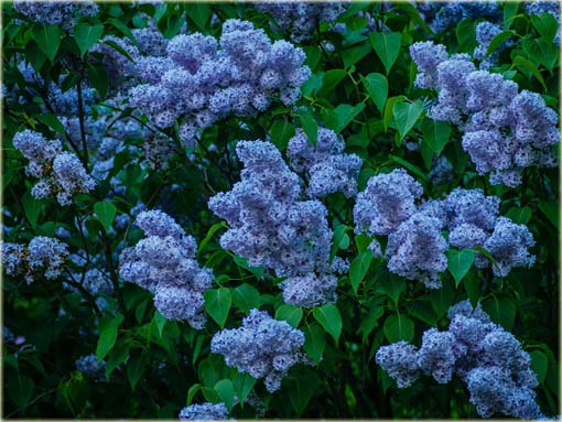 Lilak japoński bez niebieski bardzo pachnący