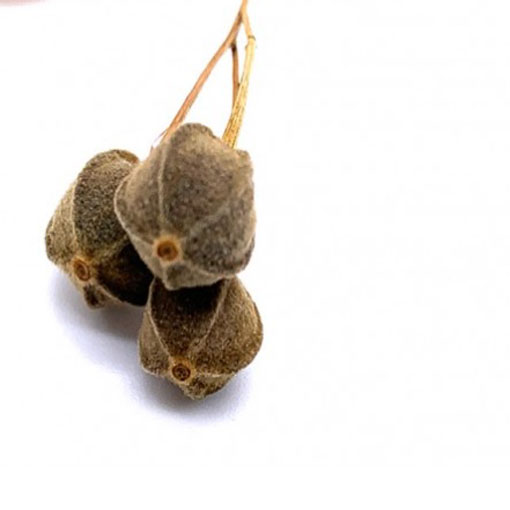 Nasiona Lipa drzewo, Tilia