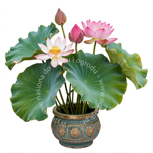 Kwiat lotosu grążel nenufar Nymphaea