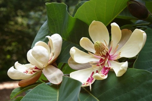 Nasiona Magnolia pospolita, Magnolia officinalis