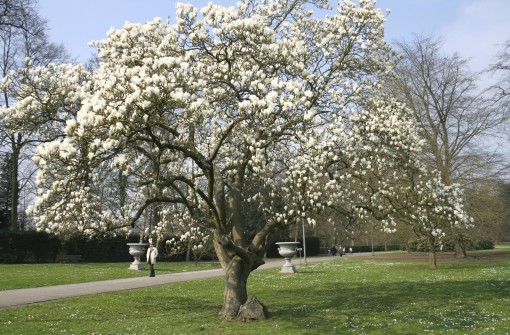 Nasiona Magnolia pospolita, Magnolia officinalis
