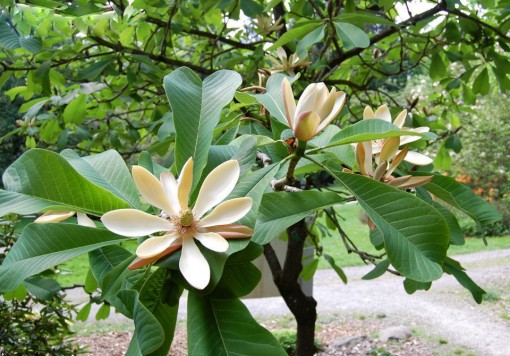 Nasiona Magnolia pospolita, Magnolia officinalis