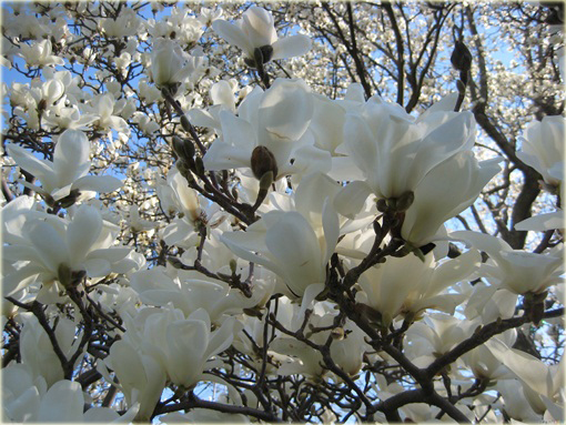 Magnolia pośrednia biała