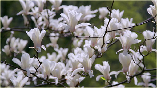 Magnolia pośrednia biała