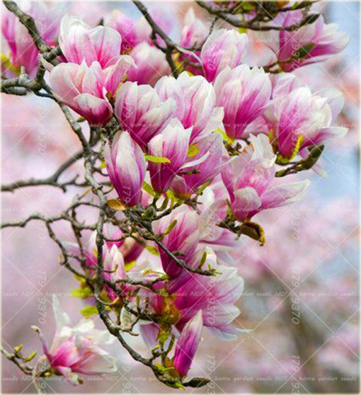 Magnolia pośrednia biało-różowa