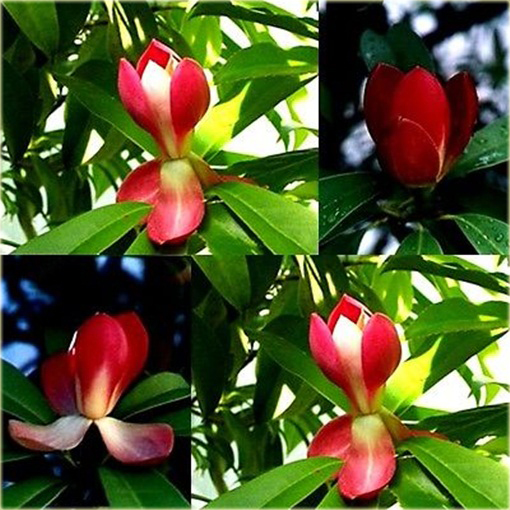 Magnolia pośrednia czerwona