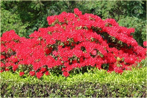 Magnolia pośrednia czerwona