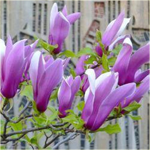 magnolia_posrednia_fioletowa