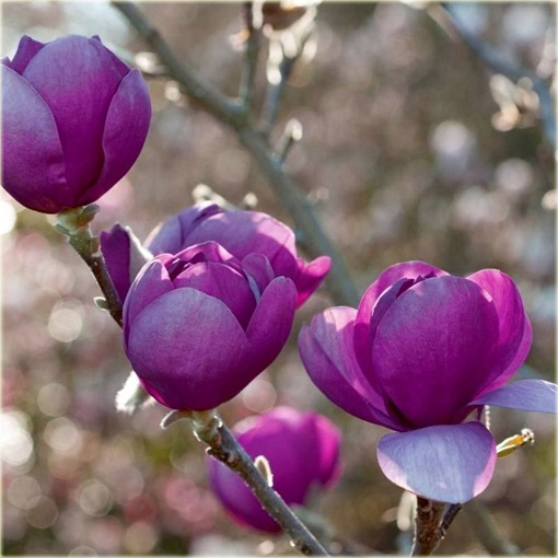 magnolia_posrednia_fioletowa