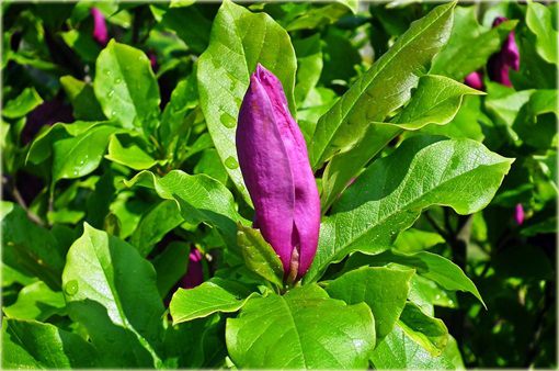 magnolia_posrednia_fioletowa