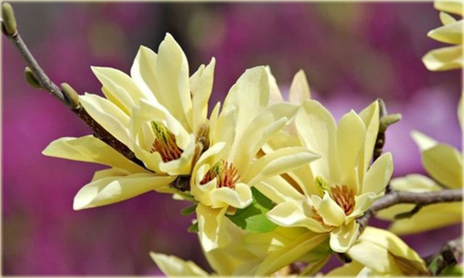 Magnolia pośrednia żółta Yellow River