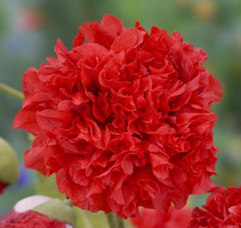 Nasiona Mak czerwony pełny, Papaveraceae