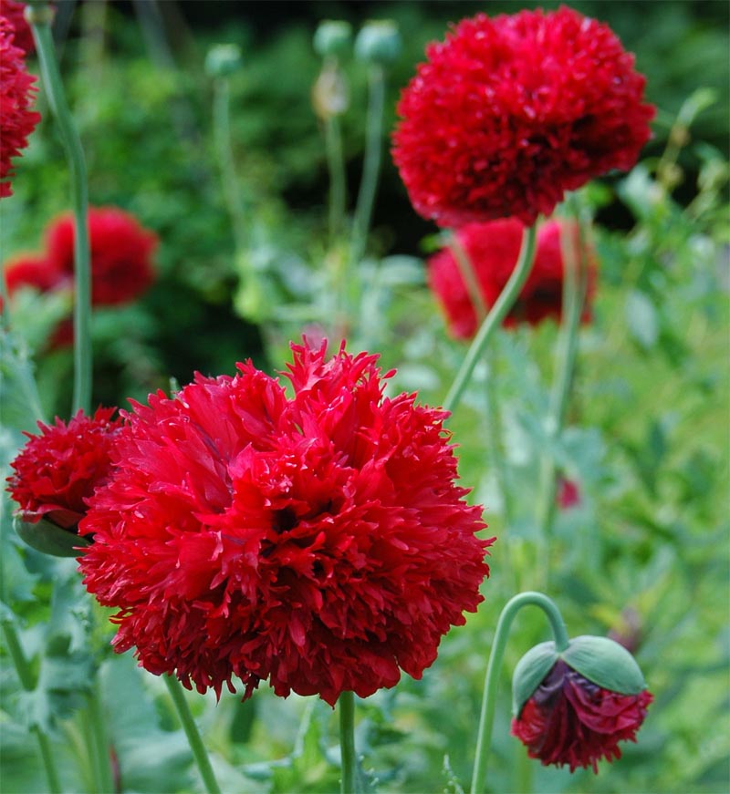 Nasiona Mak czerwony pełny, Papaveraceae