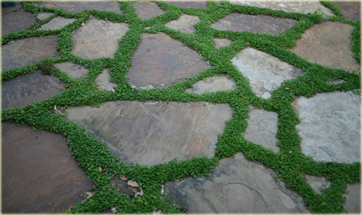 Mech ogrodowy okrywowy zielony dywan zadarniający IRISH MOSS Bryophyta IRISH MOSS