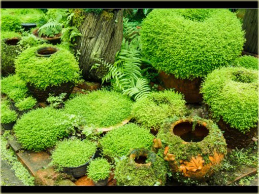 Mech ogrodowy okrywowy zielony dywan zadarniający IRISH MOSS Bryophyta IRISH MOSS