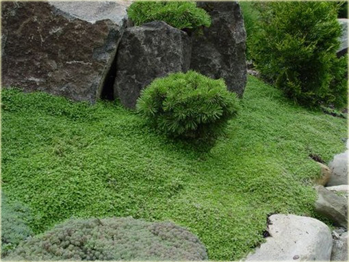 Mech ogrodowy okrywowy zielony dywan zadarniający IRISH MOSS Bryophyta IRISH MOSS