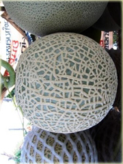 Melon Bali Shi, miękkie jabłko Cucumis melo Bali Shi
