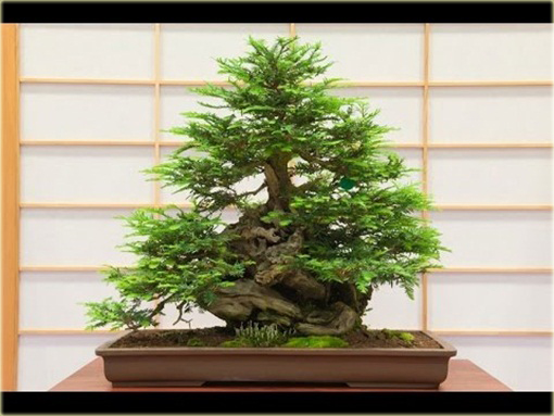 Metasekwoja chińska na bonsai