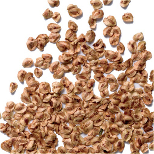 Metasekwoja chińska na bonsai