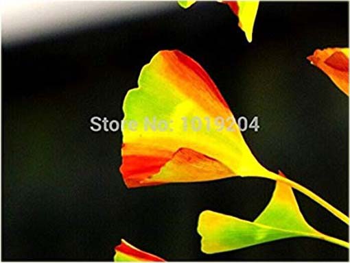 Miłorząb japoński tęcza