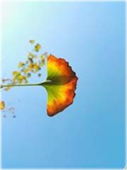 Miłorząb japoński tęcza
