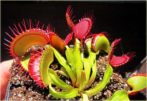 Muchołówka rosiczka bordowa