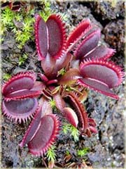 Muchołówka rosiczka bordowa