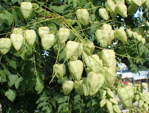 Mydleniec wiechowaty, Koelreuteria paniculata